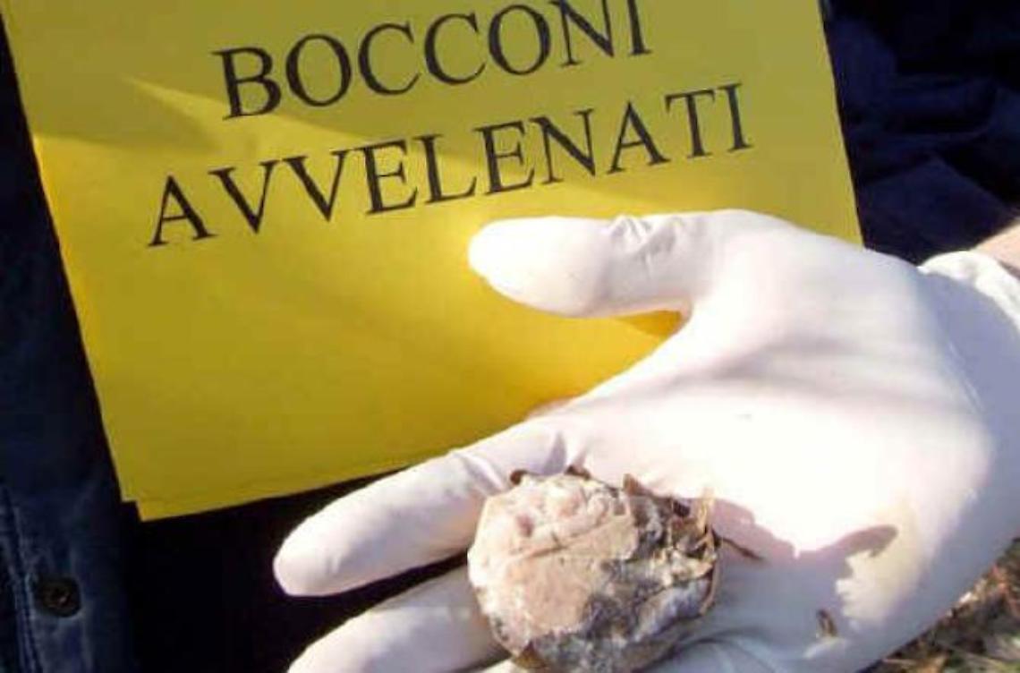 Strage di cani: cruenta e senza freni la guerra fra tartufai