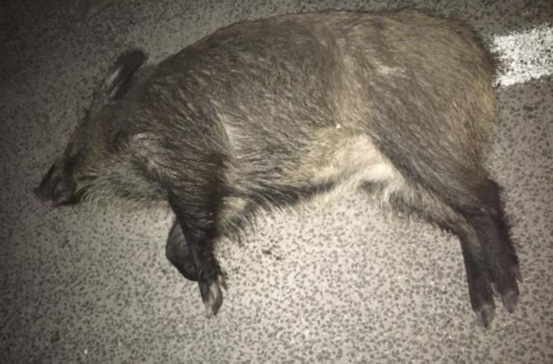 Incidente nella notte. Investe un cinghiale con l'auto