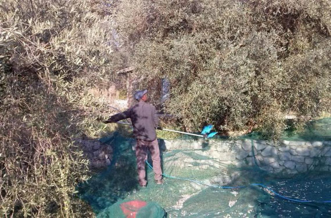 L'olio del terreno sequestrato all'Auricola diventa “crisma”