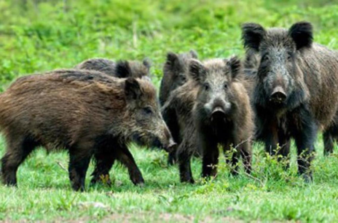 Invasione di cinghiali: fissata una battuta di caccia straordinaria