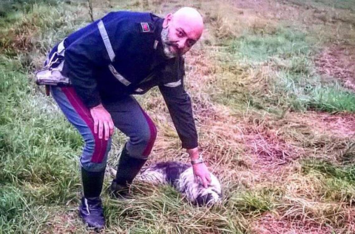 Cane a spasso in autostrada salvato dagli agenti della Polstrada