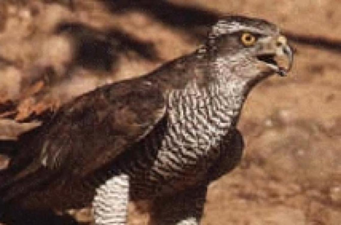 Un grosso rapace è atterrato in un pollaio: caos nell'aia