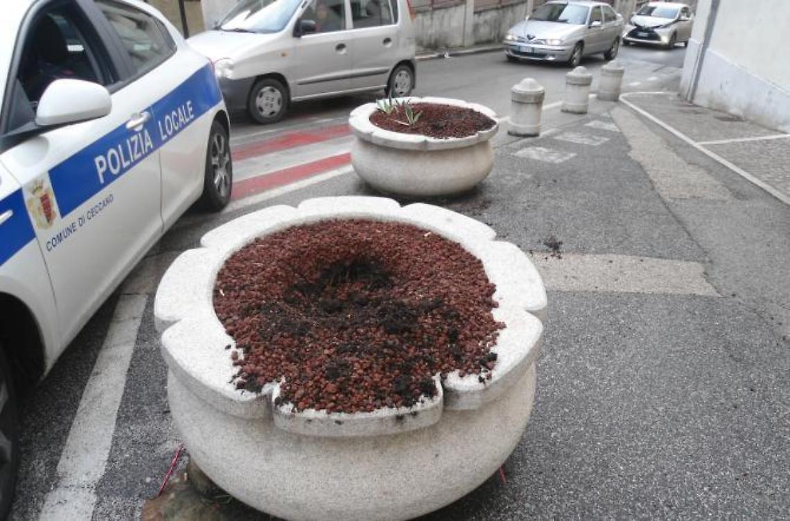 Rubati gli ulivi nani dalle fioriere davanti al Comune