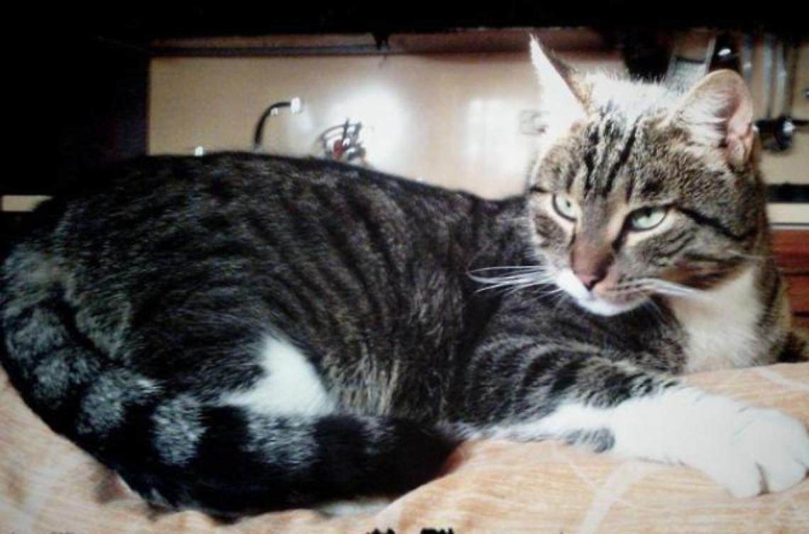 Festa nazionale del gatto, l'animale più amato d'Italia