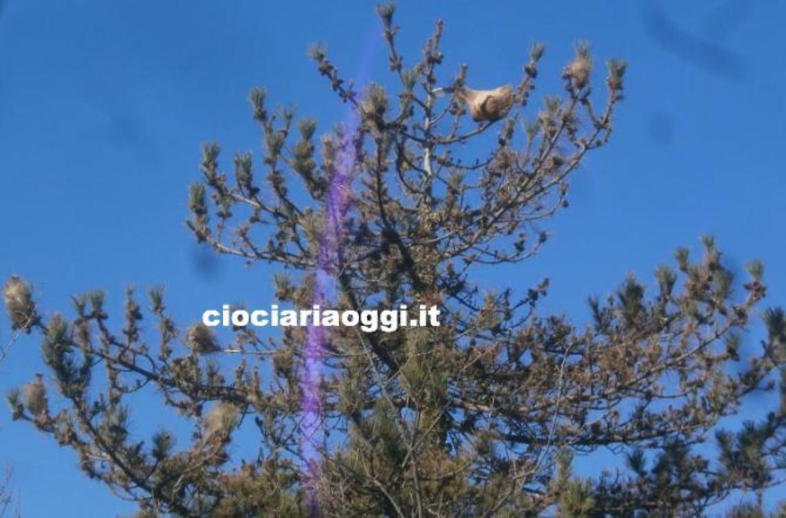 Allarme processionaria per la pineta sulla collina di Santo Stefano
