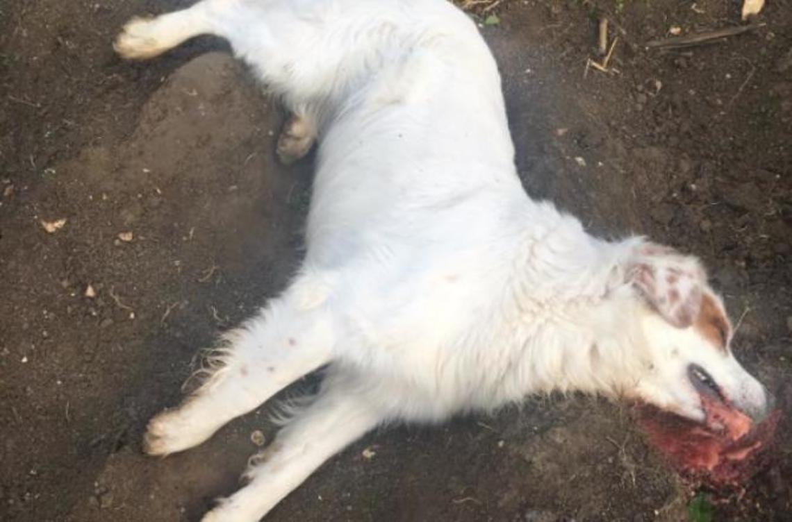 Polpette condite con vetro e chiodi: ucciso il cane di Cristiano della Porkband