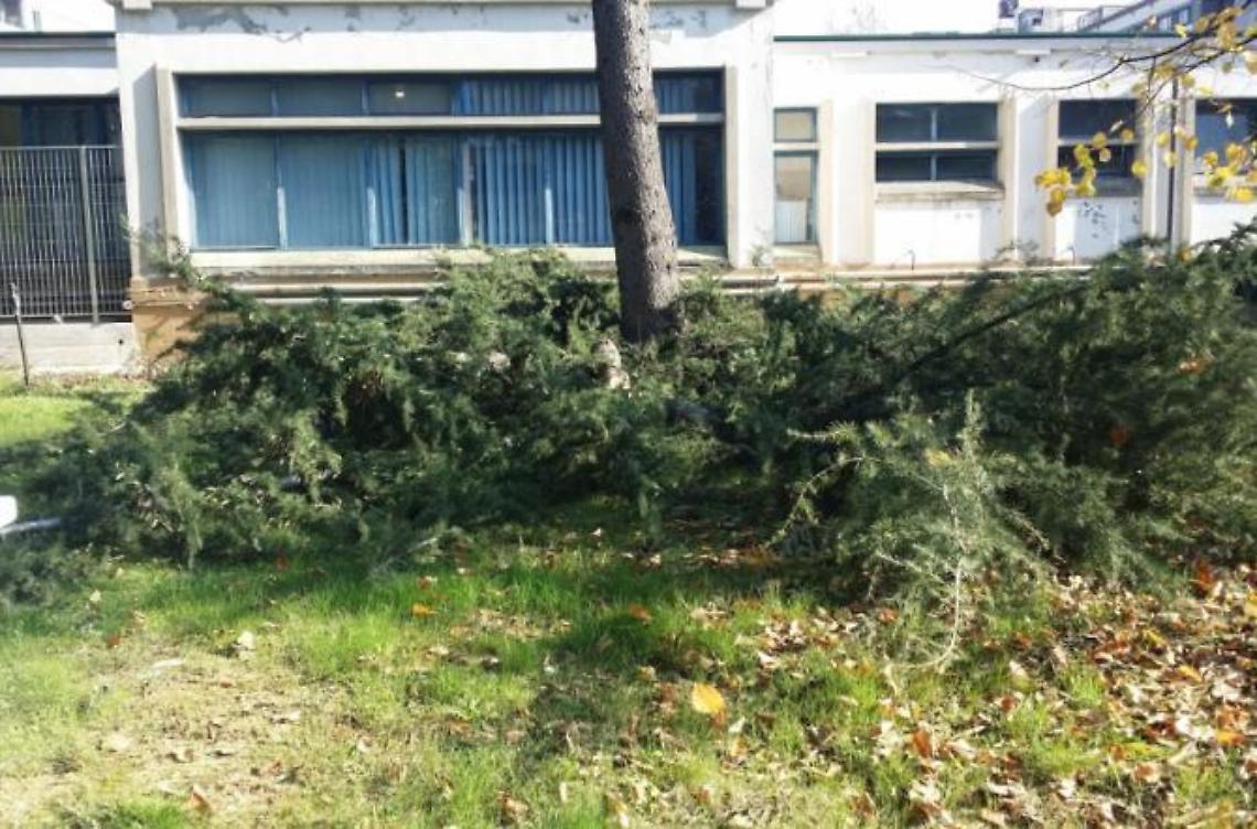 "Fermate lo scempio!": la nota di protesta delle associazioni a tutela del verde