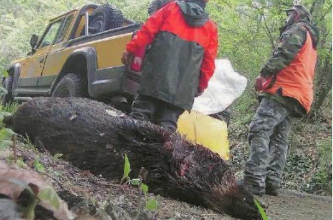 Rischio incidenti: domani si riapre la caccia al cinghiale