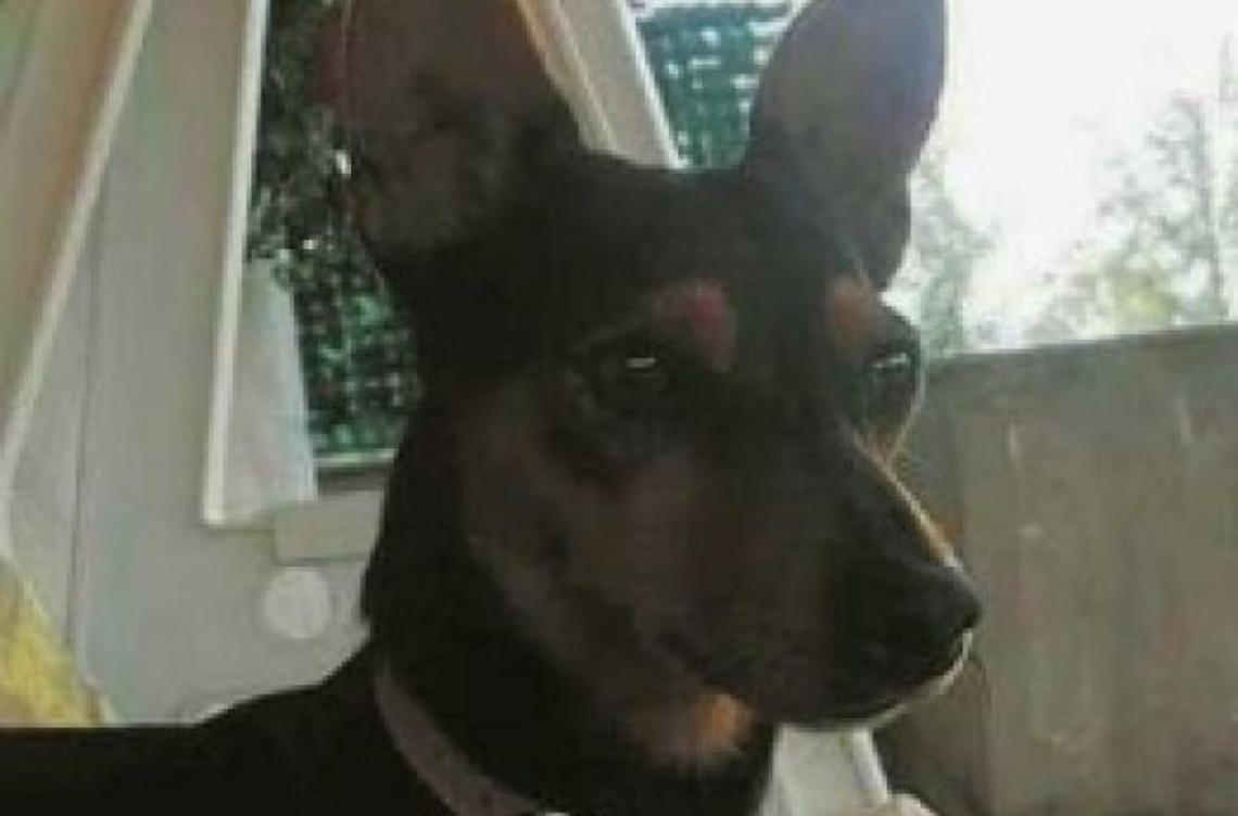 Il cane Pippo ucciso con una polpetta avvelenata: caccia ai responsabili