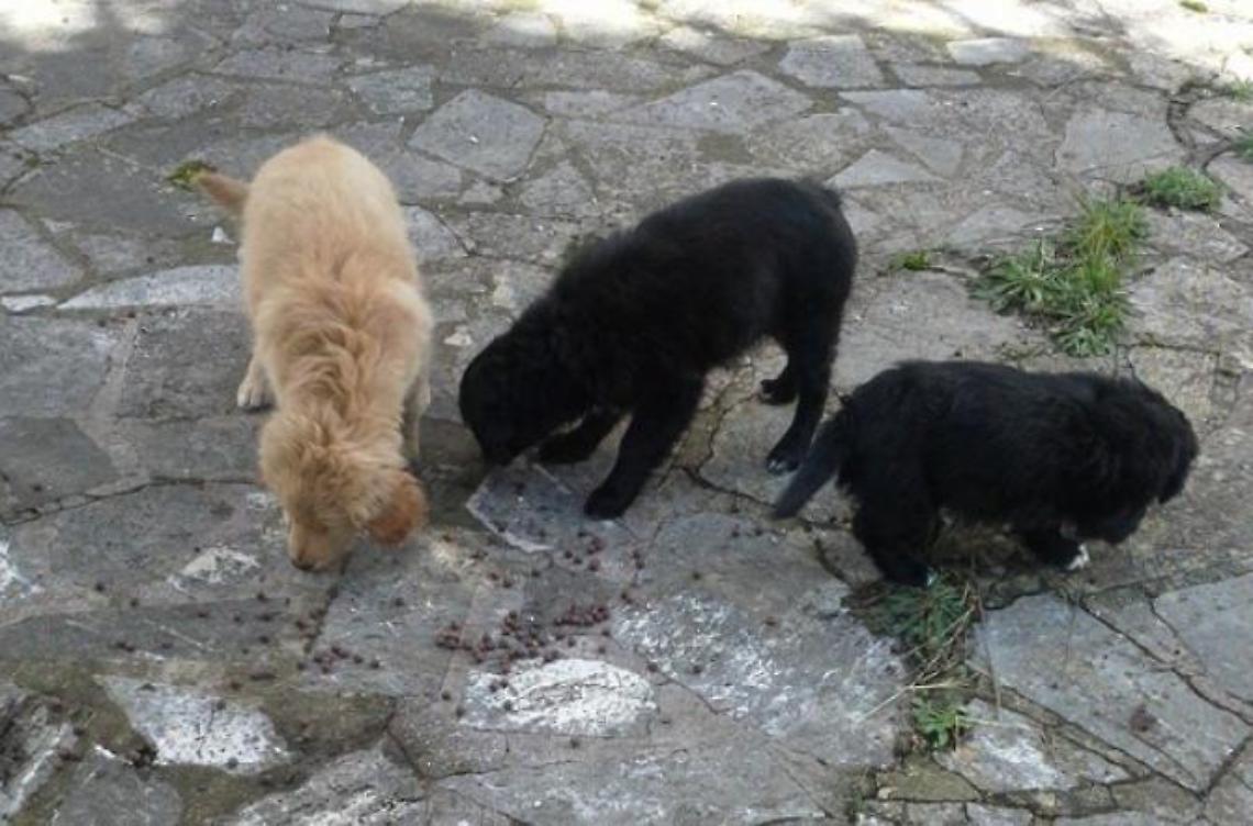 Cuccioli abbandonati in strada da padroni senza scrupoli: ora cercano casa