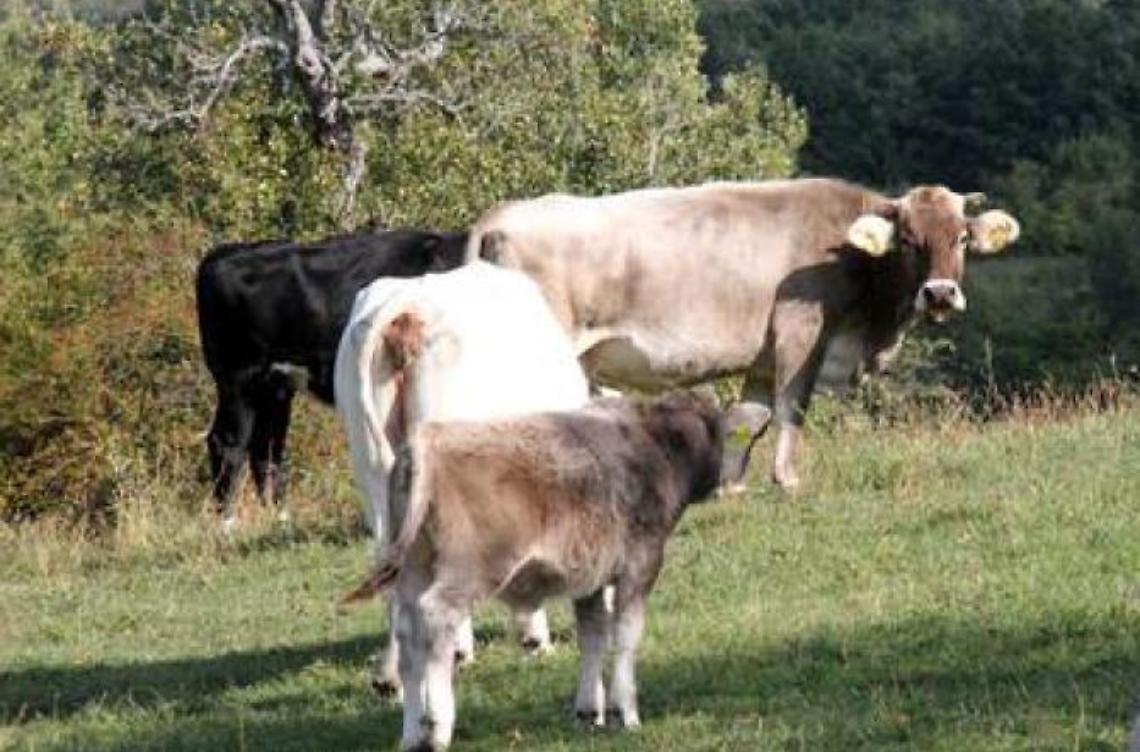 Fucilate contro un allevatore: doveva catturare bovini allo stato brado, una denuncia