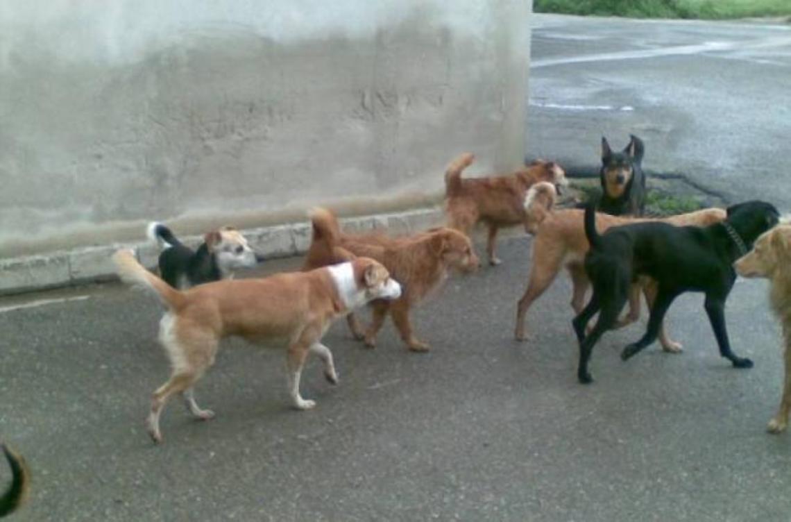 Gabbie trappole per cani, sindaco diffidato dall'Aidaa
