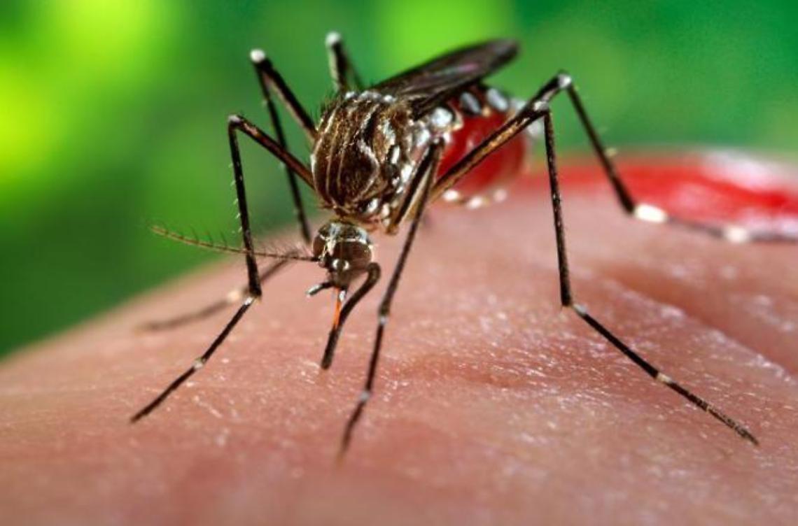 Virus west nile, muore una donna in provincia di Latina