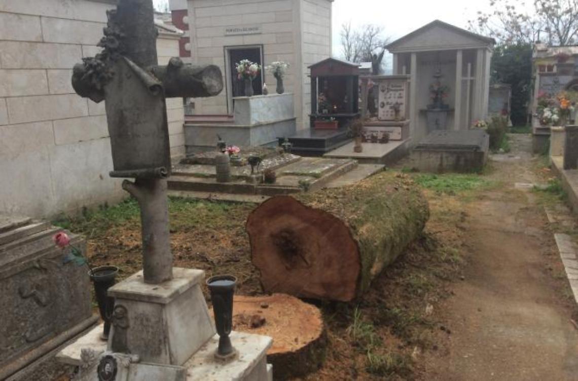 Via al taglio dei cipressi pericolosi nel cimitero: abbattute già sette piante<br>