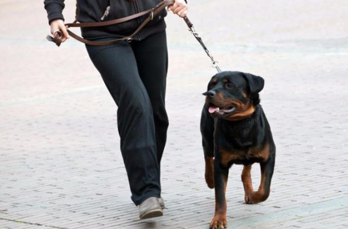 Ordinanza del sindaco Bassetta: le regole per portare il cane a spasso 