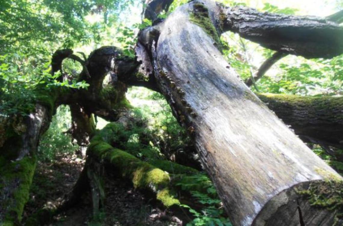Schiacciato dalla quercia: disposta l'autopsia sul corpo di Danilo Salvatore