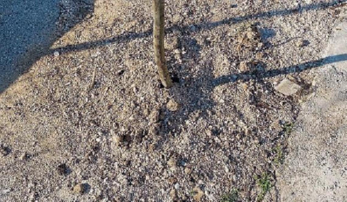 Voragini chiuse male sui marciapiedi e alberi piantati senza terra: le critiche