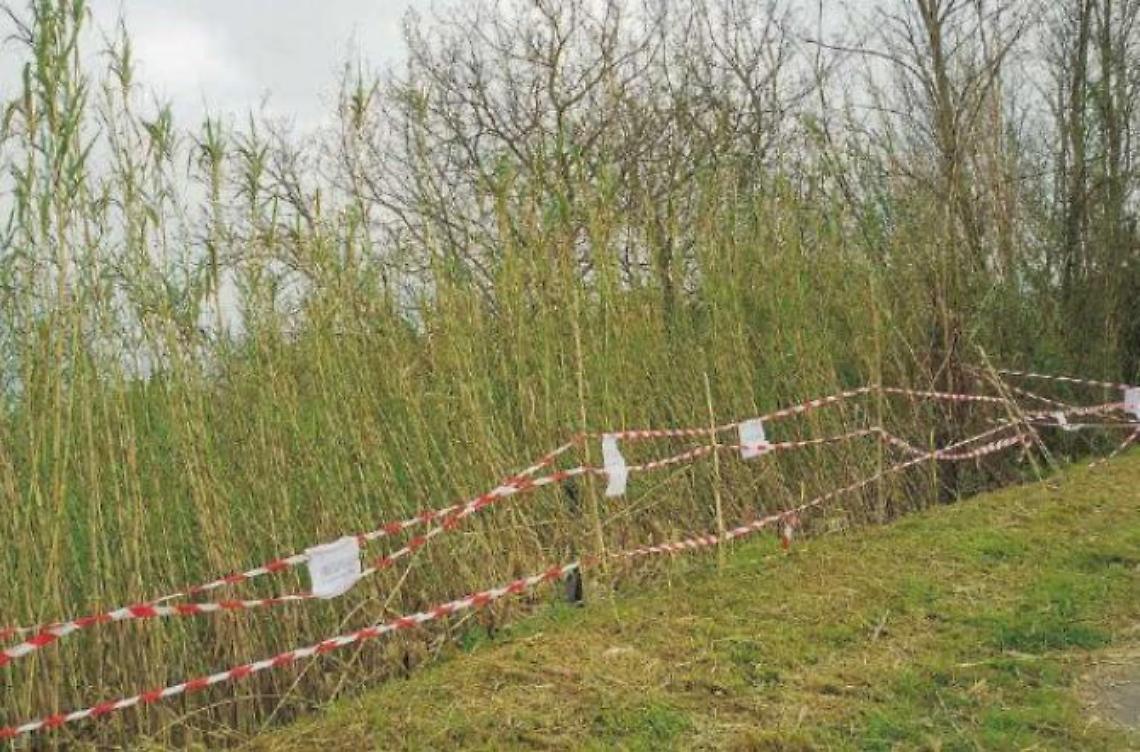 Dopo l'operazione pulizia spuntano lastre d'amianto: scoperta una discarica abusiva