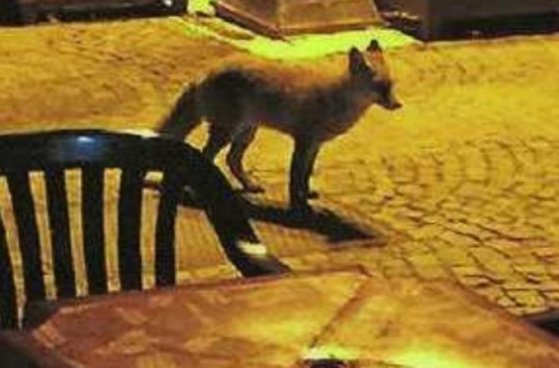 Aperitivo al bar con la volpe ghiotta di patatine. Il racconto dell'incontro ravvicinato