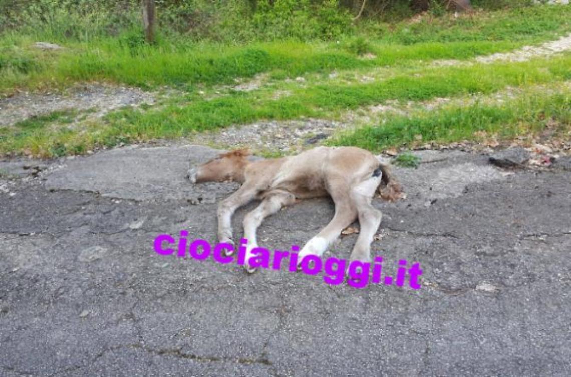Puledro trovato morto in zona Belvedere: nessuna traccia di veleno 