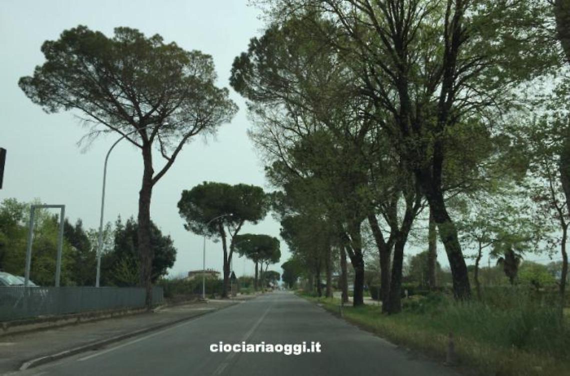 Problema radici sulla Casilina. Il sindaco:  tagliare gli alberi o chiudere la strada