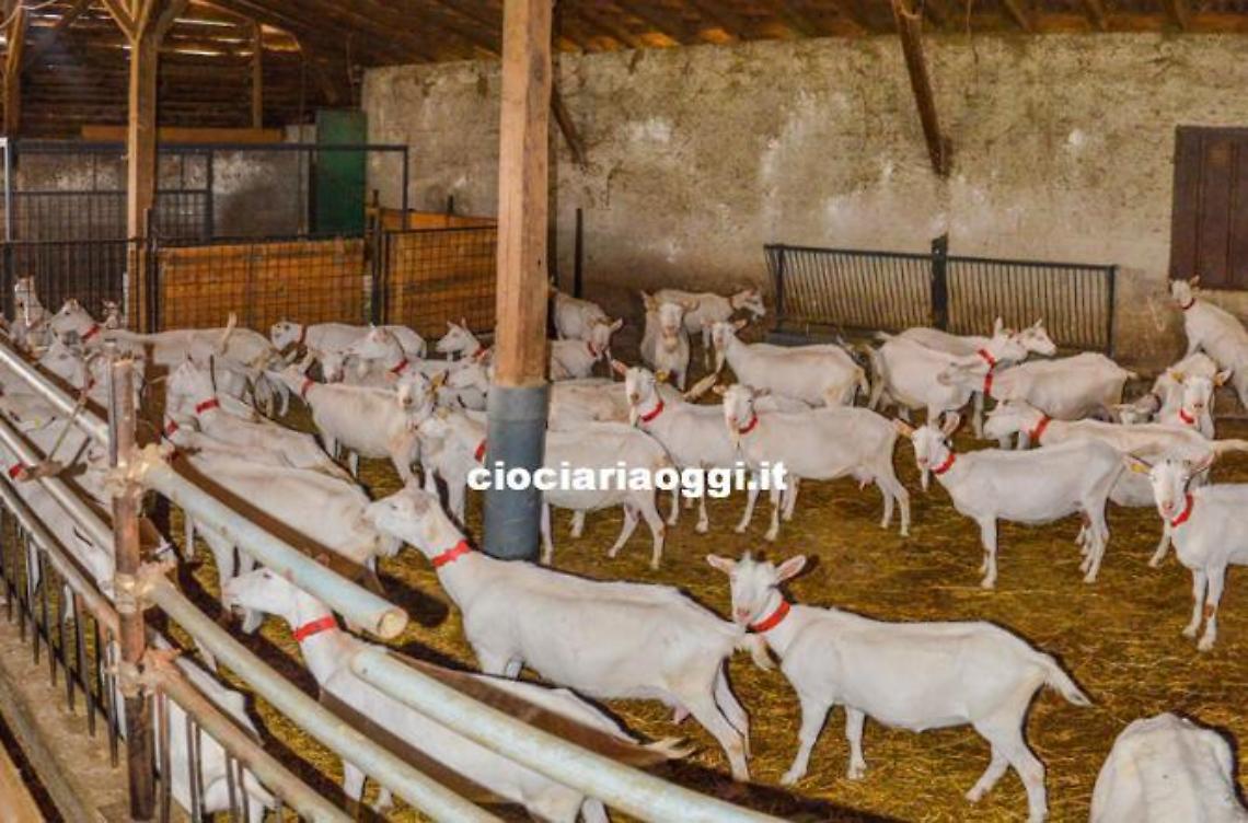 Allevamenti nel mirino, rubati ottanta esemplari tra capre e capretti