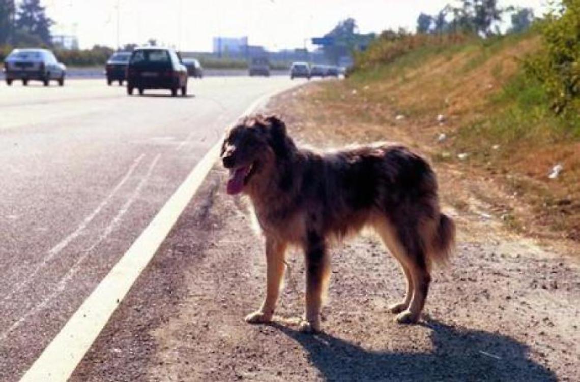 Troppi randagi in città. Il 15 maggio microchip gratuito per tutti