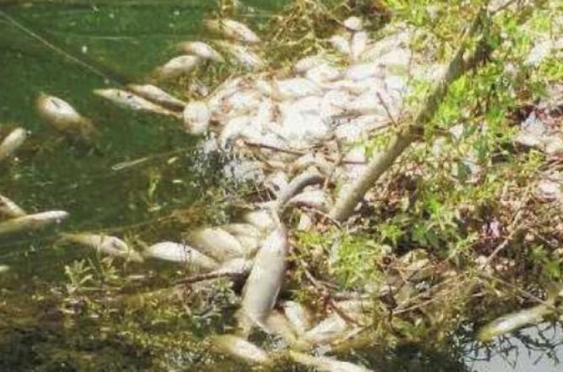 Una strana morìa di pesci nelle acque del Melfa