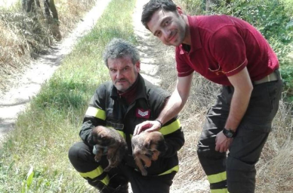 I vigili del fuoco salvano due cuccioli in riva al fiume Liri
