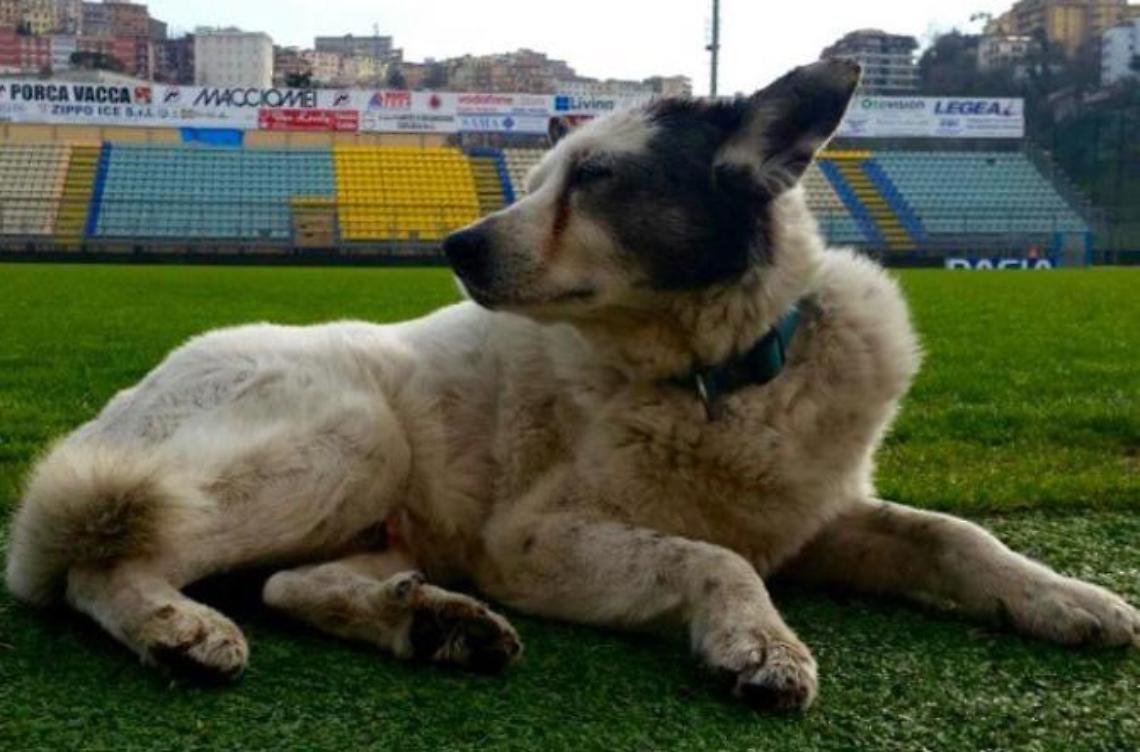 Chicco non c'è più. Addio al cane mascotte del Frosinone
