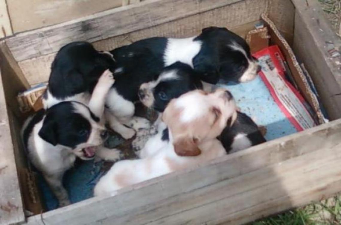 Troppi cani abbandonati e lasciati morire