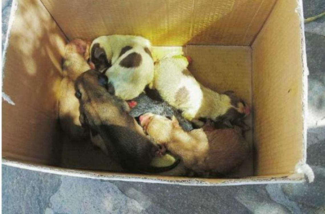 Cura, sfama e adotta i cani abbandonati. Ma è “perseguitata”
