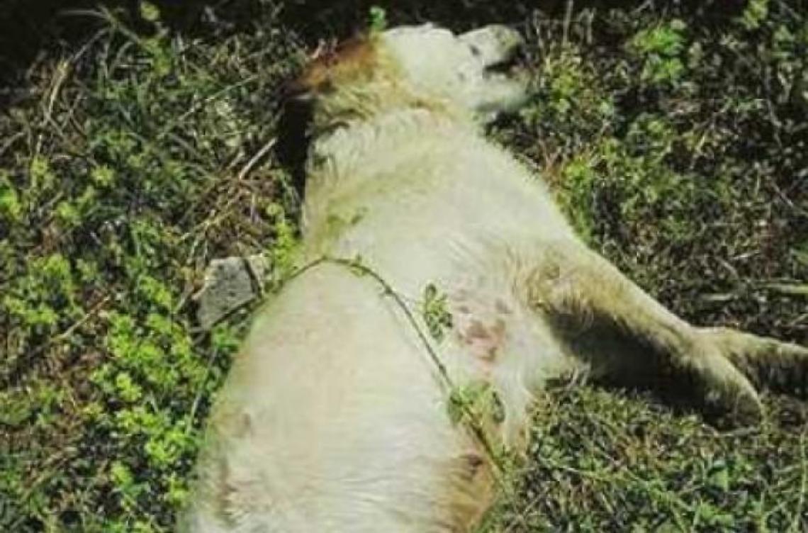 Caccia al "killer dei cani": dieci animali uccisi in poche settimane