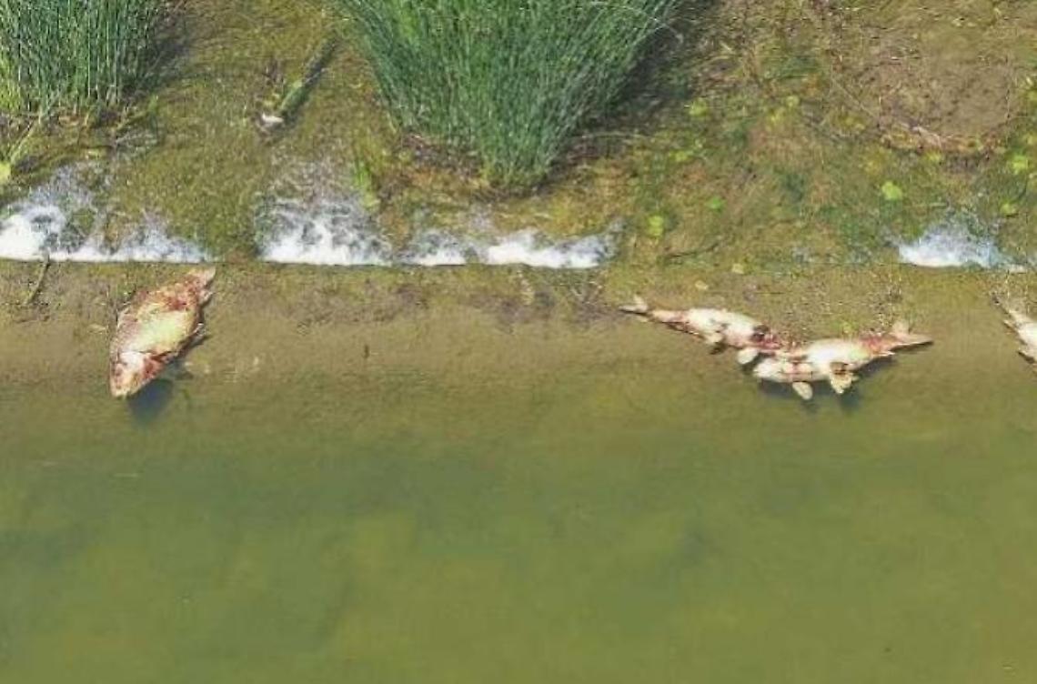 Spuntano pesci morti nel fiume: a dare l'allarme i cittadini
