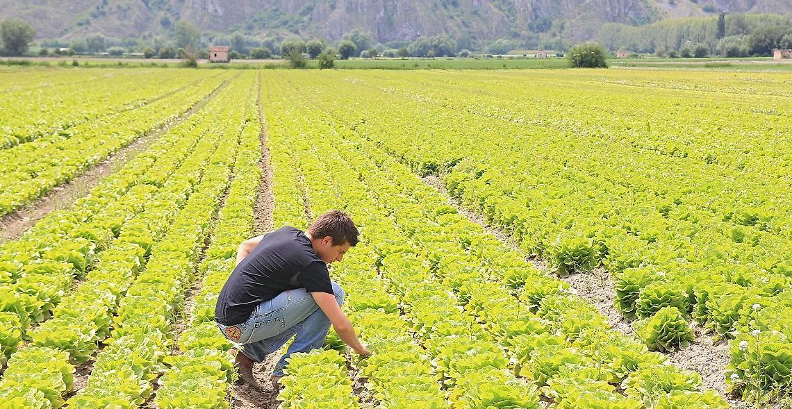 Regione, Coldiretti Lazio: bene 15 milioni di euro per 215 giovani agricoltori