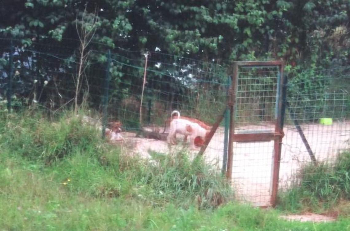 Coniugi tornano a casa per le vacanze e trovano un canile in giardino