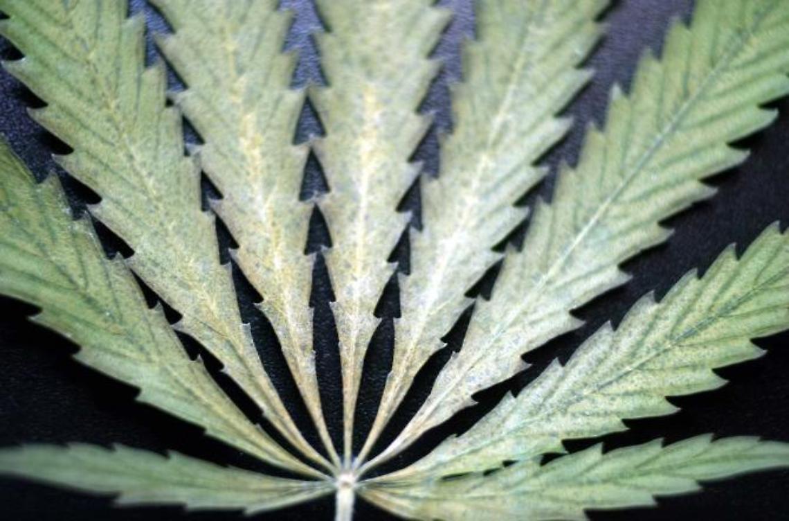 Cinquantenne arrestato: aveva in casa una pianta di marijuana alta un metro e mezzo