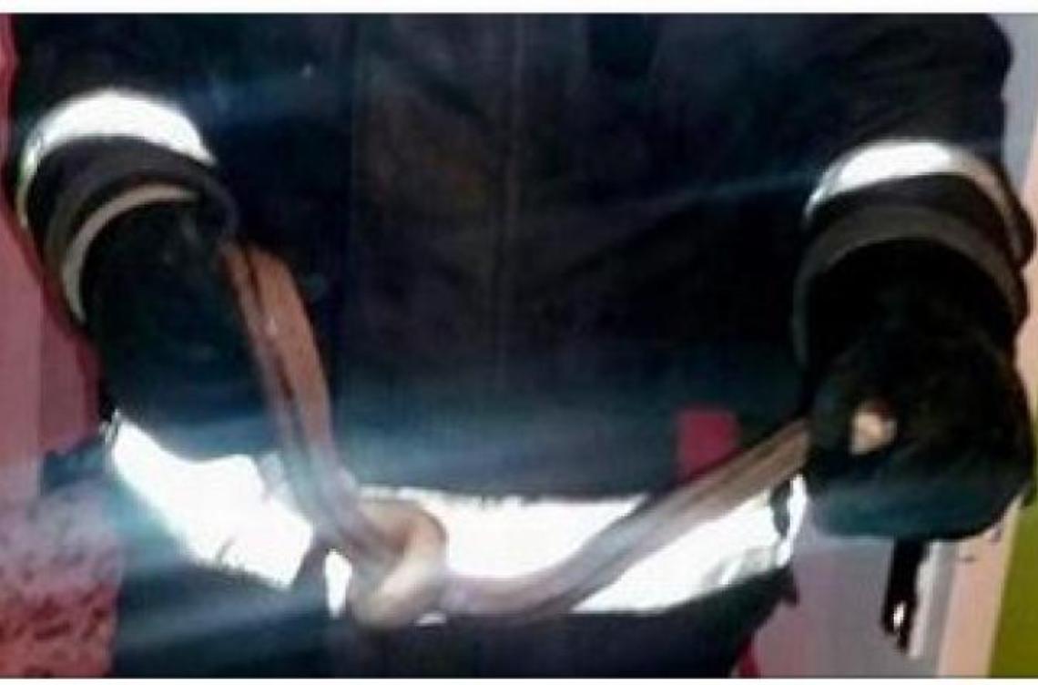 Un serpente nella culla del figlio neonato: il terrore dei genitori