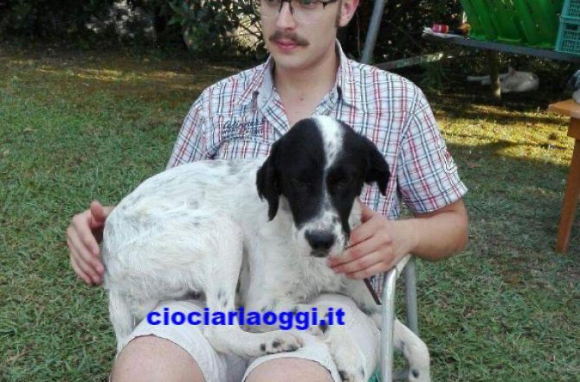 Cane smarrito da giorni. Grazie ai social Arturo torna a casa