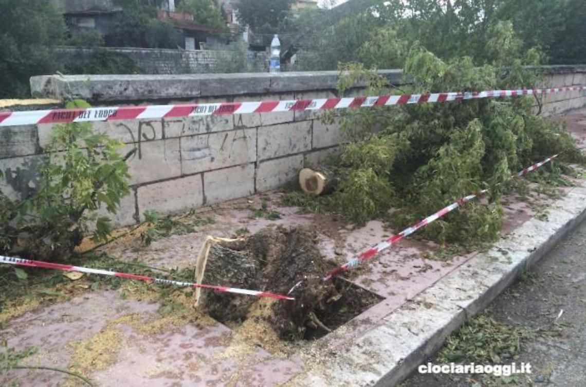 Albero abbattuto lungo la strada. Era pericoloso per auto e pedoni