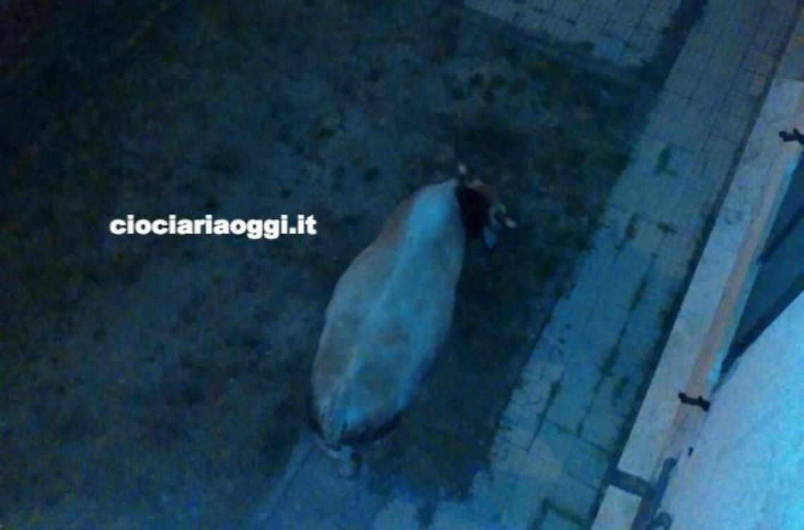 Coltiva l'orto e il toro lo incorna. Grave un settantanovenne