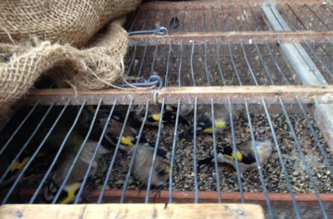 La Polizia Stradale libera decine di cardellini destinati al mercato nero 