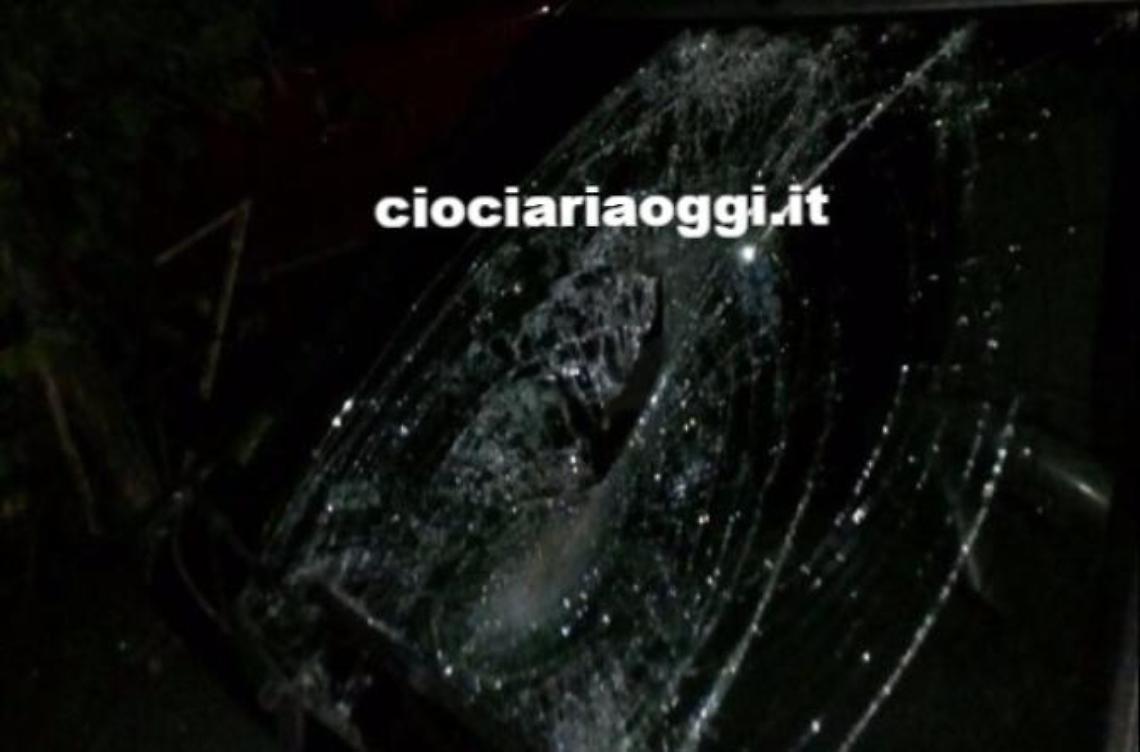 Bovini in strada causano un altro incidente: paura per una ragazza