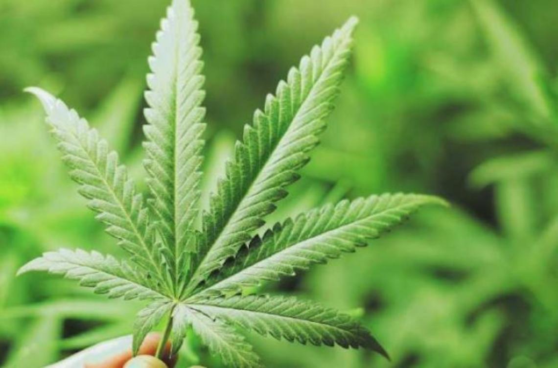 Se la cannabis fosse legale