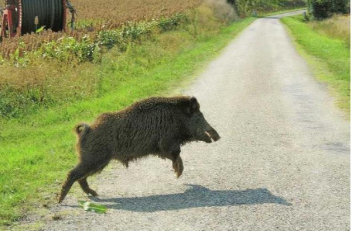 Fauna selvatica, arrivano i soldi