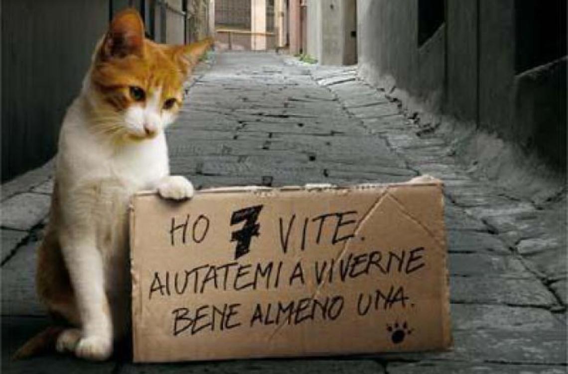 Giocano a calcio in piazza, ma la palla è un povero gatto. E finisce male per tutti 