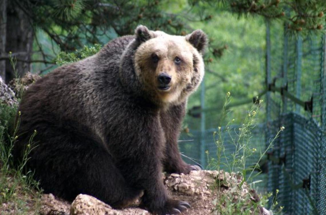 Faccia a faccia con un orso. Paura per un settantenne