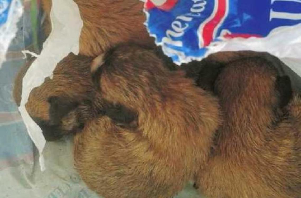 Cuccioli condannati a morte: messi in un sacco e abbandonati. Salvati dalla polizia