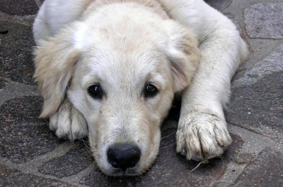 Animali maltrattati e denutriti: denunciata una giovane coppia