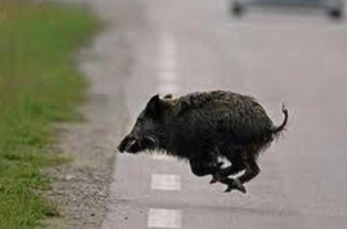 Cinghiale sull'A1 provoca incidente